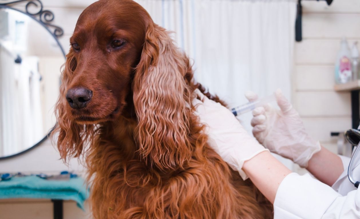 ¿Vacunas y desparasitación? Todo lo que necesitas saber para proteger a tu mascota