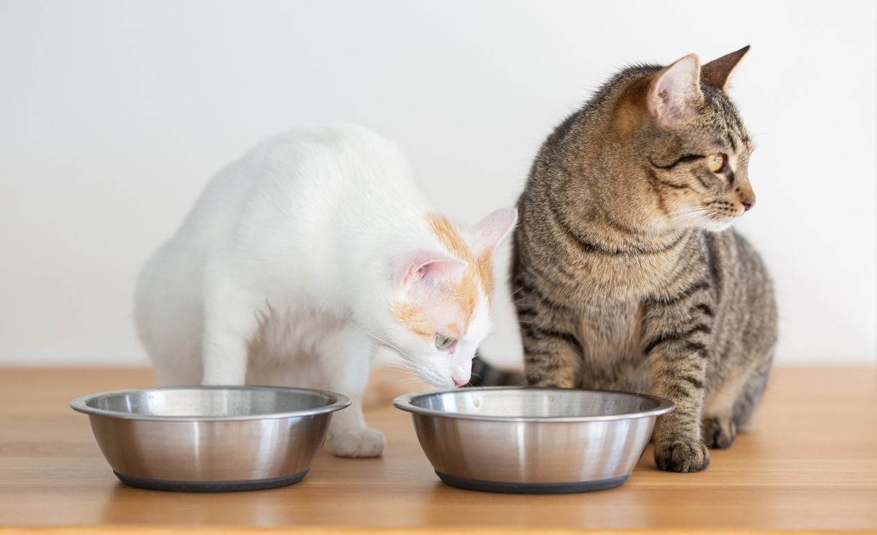 Guía completa sobre la alimentación felina en gatitos