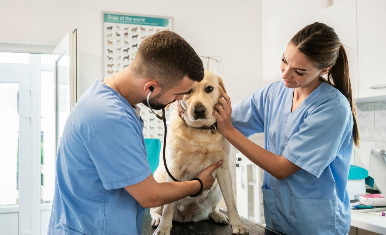 Señales de alerta: ¿cuándo debes llevar a tu mascota al veterinario?
